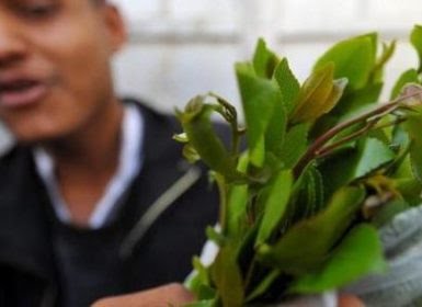 القات في اليمن