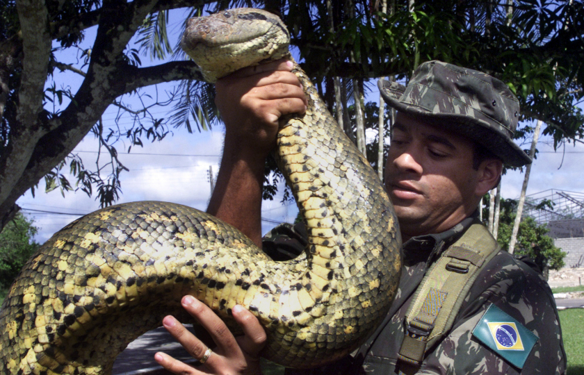 ثعابين الأناكوندا تتواجد بشكل كبير في أمريكا الجنوبية/ رويترزis a joint exercise of the Brazilian army, navy and air force with the aim to protect the country's Amazon region. REUTERS/Jamil Bittar JB