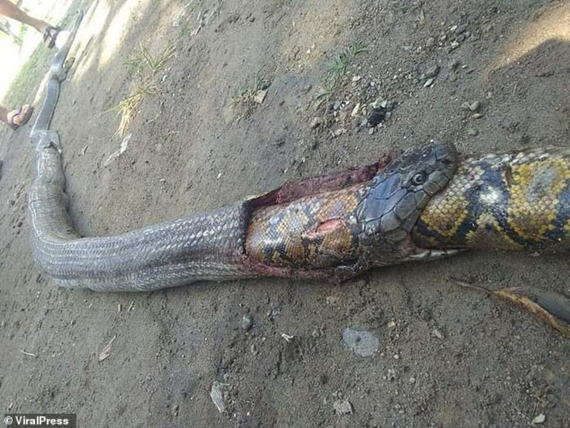 ثعبان ضخم