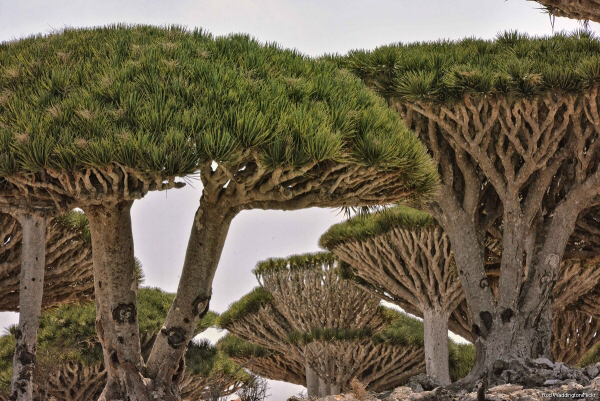 سقطرى