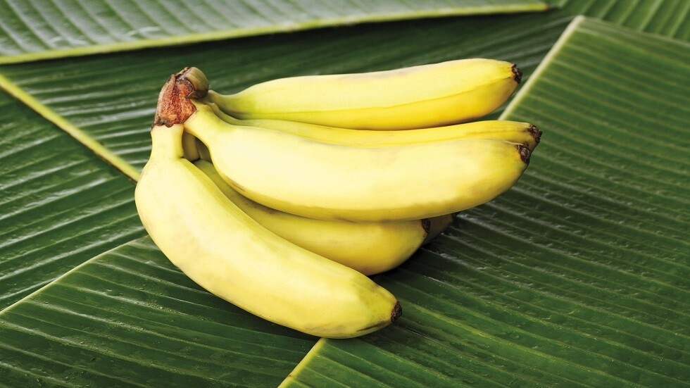 الموز