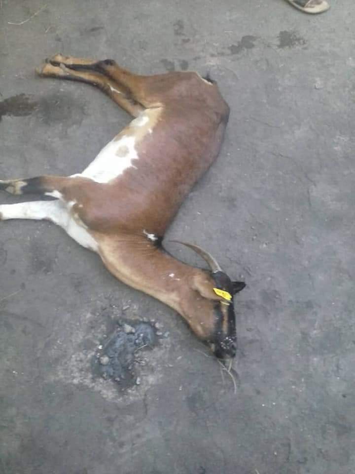 نفوق مواشي بسبب الطاعون