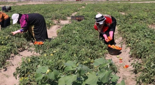 الزراعة بأبين اليمنية