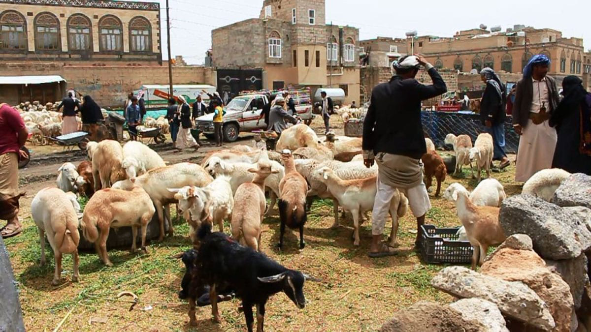 أضاحي العيد في اليمن