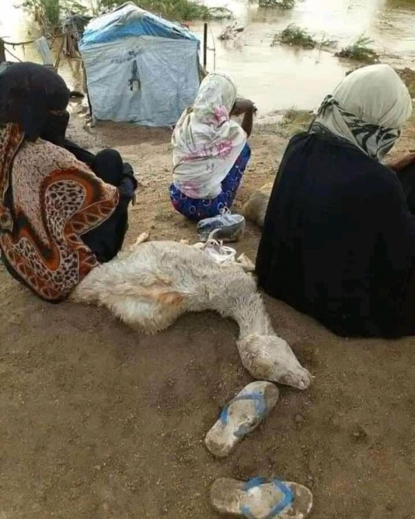 سيول تهامة