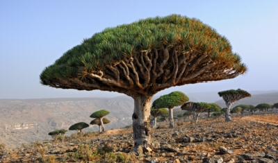سقطرى